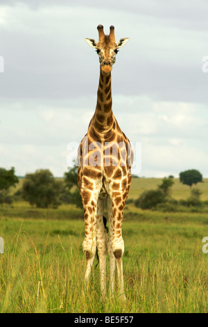 Giraffe (Giraffa Plancius) im Kidepo Valley Nationalpark in Nord-Uganda. Stockfoto