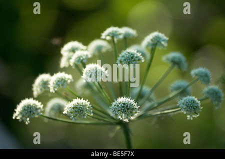 Wild Angelica Angelica Sylvestris Hintergrundbeleuchtung Blüte Kopf Stodmarsh Kent weiße Blumen Stockfoto