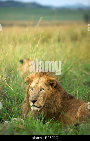Ein männlicher Löwe im Kidepo Valley Nationalpark in Nord-Uganda. Stockfoto