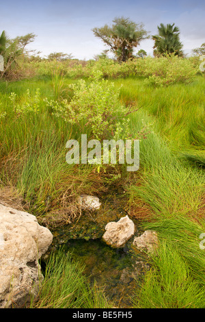 Kanatarok Hot Springs in Kidepo Valley Nationalpark im Norden Ugandas. Stockfoto