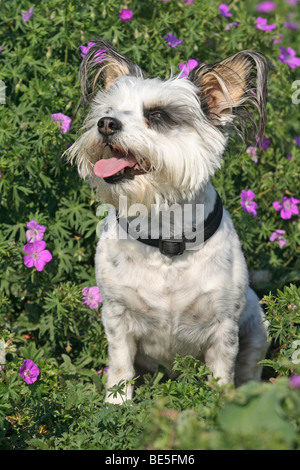 Jack Russell Hybrid vor Blüten sitzen Stockfoto