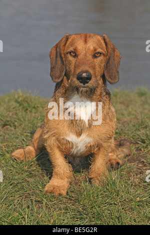 Labrador-Basset-Deutsch Drahthaar Pointer Hybrid, 1,5 Jahre alt, sitzt an einem See Stockfoto