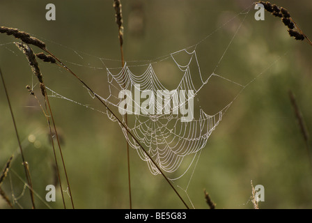 Tau beladen Spinnennetz - ein Zeichen des späten Sommer / Anfang Herbst in Sussex Weald. Stockfoto