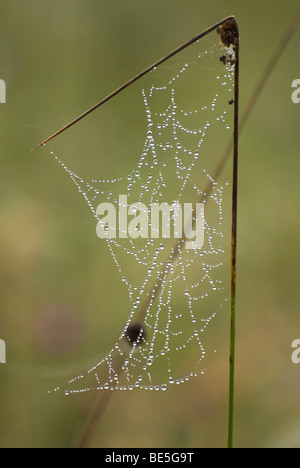 Tau beladen Spinnennetz - ein Zeichen des späten Sommer / Anfang Herbst in Sussex Weald. Stockfoto
