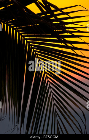 Sonnenuntergang über einem Palmwedel Baum vom Plaza Resort, Bonaire, Niederländische Antillen gesehen. Stockfoto