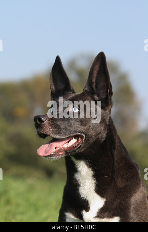 Sibirische Husky-Border Collie Hybrid, Porträt Stockfoto