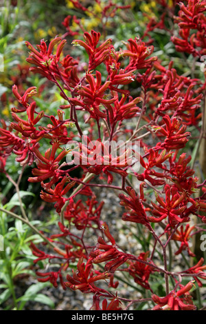 Kangaroo Paws, Anigozanthos SP., Haemodoraceae, Westaustralien. Känguru-Pfoten sind durch Vögel bestäubt. Stockfoto