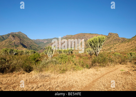 Kakteen bedeckt Landschaft rund um Mount Moroto (3084m) im Osten von Uganda. Stockfoto