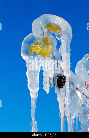 Rote Trauben am Rebstock bedeckt mit Eiszapfen, Eiswein Ernte, South Okanagan Valley, BC, Britisch-Kolumbien, Kanada Stockfoto