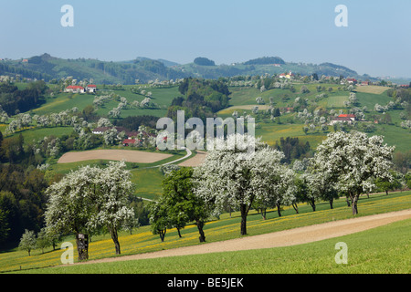 Blühende Birnenbäume, Mostviertel-Region in der Nähe von Biberbach, Moststrasse Route, Niederösterreich, Österreich Stockfoto