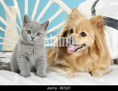 Tierfreundschaften zwischen Hund und Katze: Britische Kurzhaar-Kätzchen und Mischlingshund neben wach anderen Stockfoto