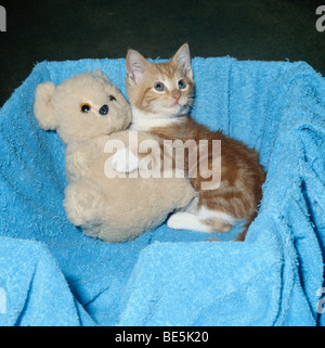 Verwaiste "Ingwer und weißen" Kätzchen mit Spielzeug Teddybär Freund Stockfoto