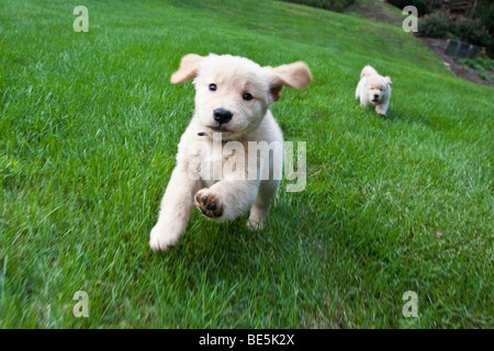 Acht Wochen alte Golden Retriever Welpen laufen auf dem Rasen. Stockfoto