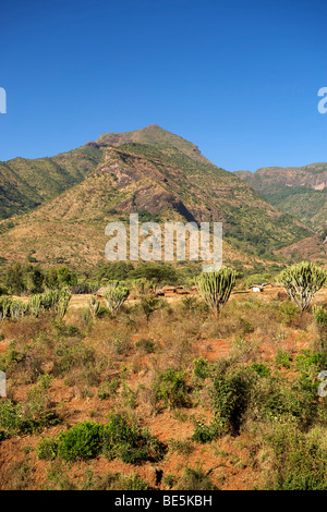 Kakteen bedeckt Landschaft rund um Mount Moroto (3084m) im Osten von Uganda. Stockfoto