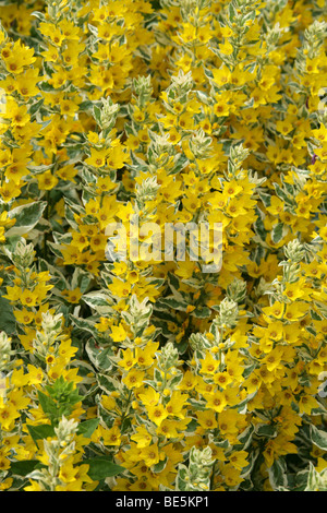 Bunte oder gefleckte Gilbweiderich, Kreis Blume "Alexander", Lysimachia Trommler, Myrsinaceae (Primulaceae), Europa. Stockfoto