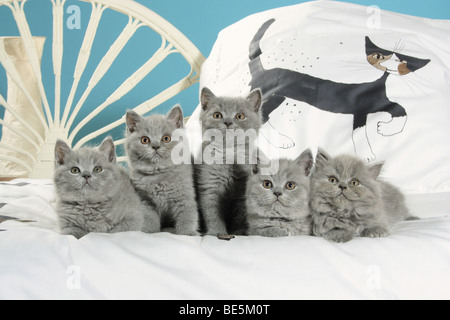 Britisch Kurzhaar Kätzchen und Highlander Kitten auf Bett Stockfoto