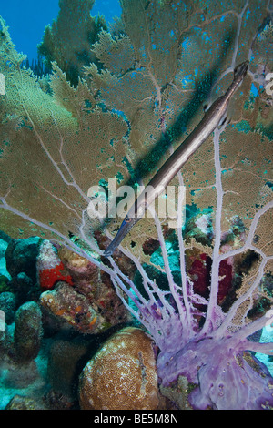 Trumpetfish (Aulostomus Maculatus) versteckt hinter einer gemeinsamen Gorgonien (Gorgonia Ventalina) Stockfoto