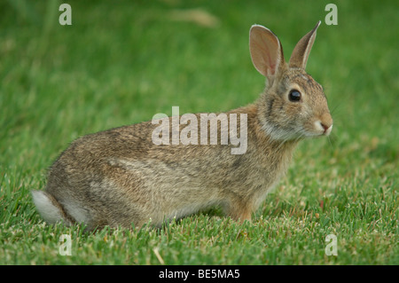 Berg Cottontail (Sylvilagus Nuttallii), portrait Stockfoto