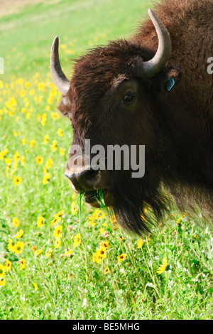 Ein Bison kaut Rasen im südwestlichen Kansas Stockfoto