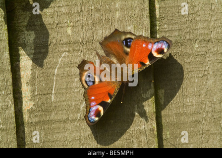 Tagpfauenauge Aalen in der Sonne auf einem hölzernen Zaun Panel in einem Garten Cheshire England Vereinigtes Königreich UK Stockfoto