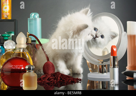 Heiligen Katze von Birma - Kätzchen in einen Spiegel schauen Stockfoto