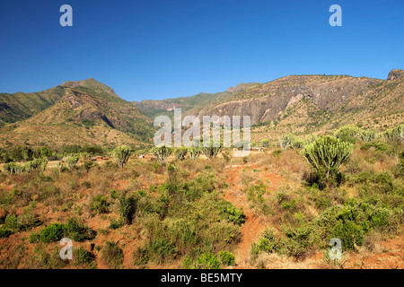 Kakteen bedeckt Landschaft rund um Mount Moroto (3084m) im Osten von Uganda. Stockfoto