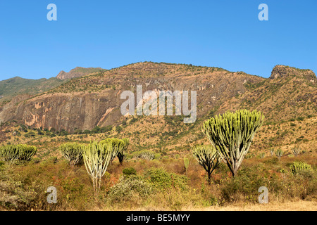 Kakteen bedeckt Landschaft rund um Mount Moroto (3084m) im Osten von Uganda. Stockfoto