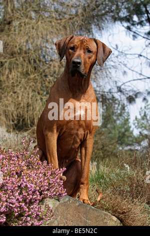 Rhodesian Ridgeback Hund sitzt auf den Felsen neben heather Stockfoto