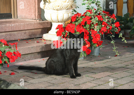 schwarze Katze - sitzen vor einem Eingang Stockfoto