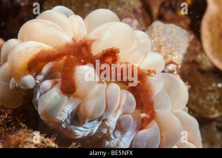 Orang Utan Krabbe (Achaeus Japonicus), Bunaken Marine Park, Sulawesi, Indonesien, Südostasien Stockfoto