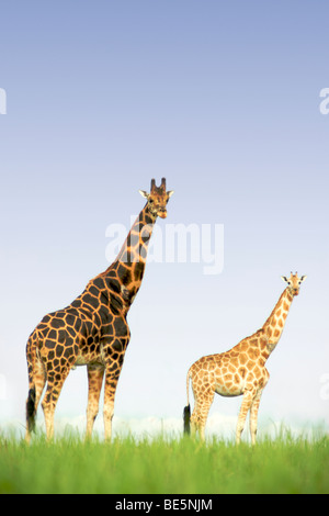 Rothschild Giraffen im Murchison Falls National Park in Uganda. Stockfoto