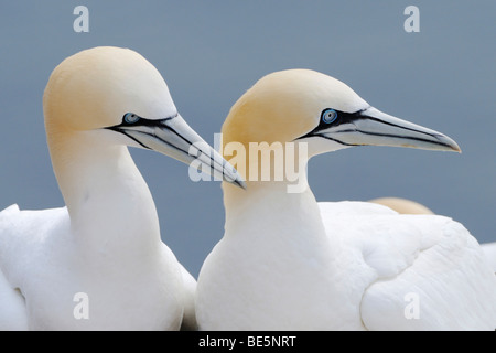 Basstölpel (Morus Bassanus, Sula Bassana), Balz Stockfoto