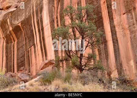 Kiefer (Pinus) vor gestreift rot-braunen Sandsteinmauern, Capitol Gorge, Capitol Reef National Park, Utah, USA Stockfoto