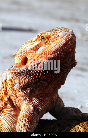 Austrailian Bearded Dragons-Pogona Vitticeps Familie Agamidae Stockfoto