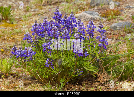 Blühende Arktis Lupine (Lupinus Arcticus), Large-Leaved Lupine (Lupinus Polyphyllus) in der Nähe von Altstadt Lindeman Chilkoot Trai Stockfoto