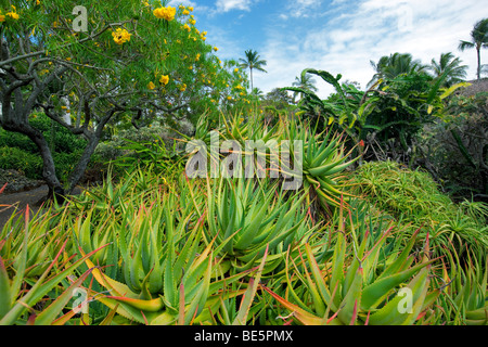 Aloe-Pflanzen bei Moir Gardens. Klahuna Plantation Resort. Kauai, Hawaii Stockfoto