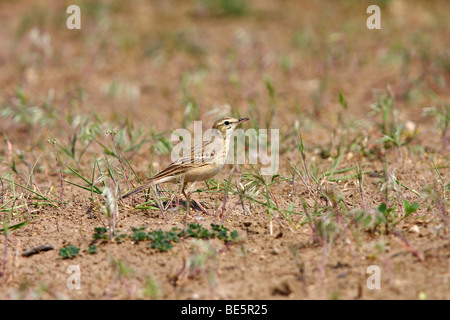 Tawny Pieper (Anthus Campestris) über Abfälle, auf der Suche nach Nahrung, Ungarn, Europa Stockfoto