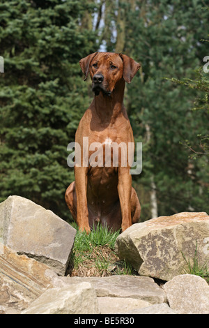 Rhodesian Ridgeback Rüde auf Felsen sitzend Stockfoto