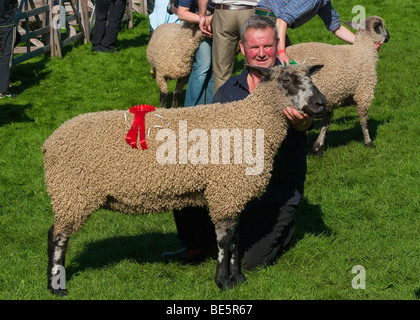 Preis gewinnende Schafe Stockfoto