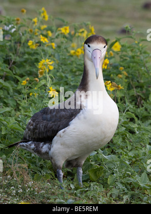 Juvenile Kurzschwanz-Albatros (Phoebastria Albatros) auf Midway-Atoll Stockfoto