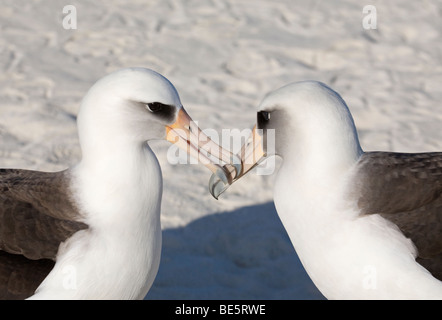 Laysan Albatross, die am Strand in Midway-Atoll umwerben Stockfoto