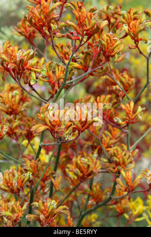 Kangaroo Paws, Anigozanthos SP., Haemodoraceae, Westaustralien. Känguru-Pfoten sind durch Vögel bestäubt. Stockfoto