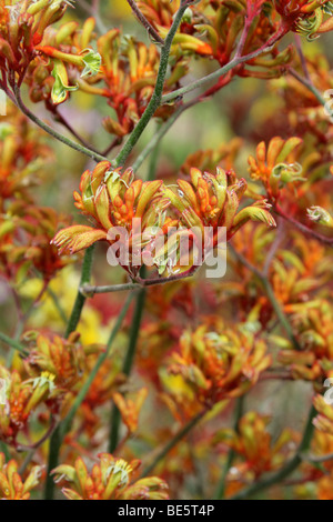 Kangaroo Paws, Anigozanthos SP., Haemodoraceae, Westaustralien. Känguru-Pfoten sind durch Vögel bestäubt. Stockfoto