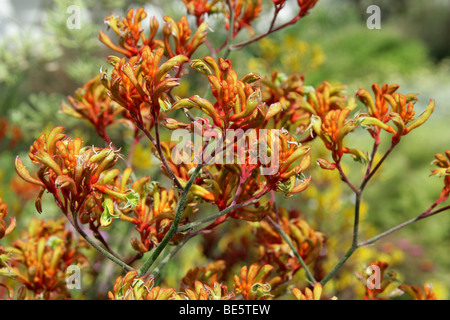 Kangaroo Paws, Anigozanthos SP., Haemodoraceae, Westaustralien. Känguru-Pfoten sind durch Vögel bestäubt. Stockfoto