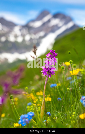 Orchidee (Orchis) auf einer Bergwiese im Alpstein, Schweiz, Europa Stockfoto