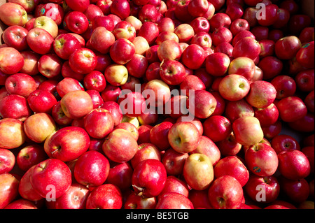 Frische Äpfel am Markt Stockfoto