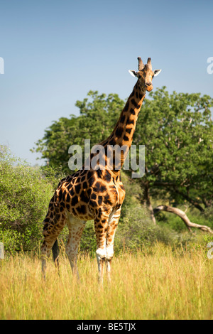 Rothschild Giraffe im kidepo Valley National Park im Norden Ugandas. Stockfoto