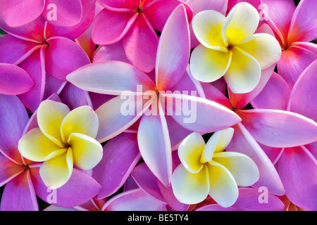 Rote und gelbe Plumeria oder Frangipani. Kauai, Hawaii. Stockfoto