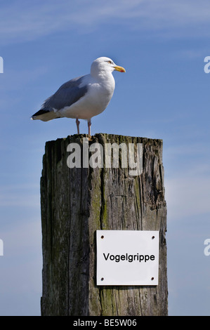 Silbermöwe (Largus Argentatus) auf Port Poller, unter dem Zeichen: Vogelgrippe, Vogelgrippe Stockfoto