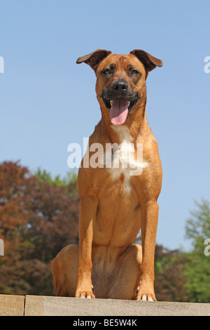 Malinois-Hybrid auf einer Mauer sitzend Stockfoto